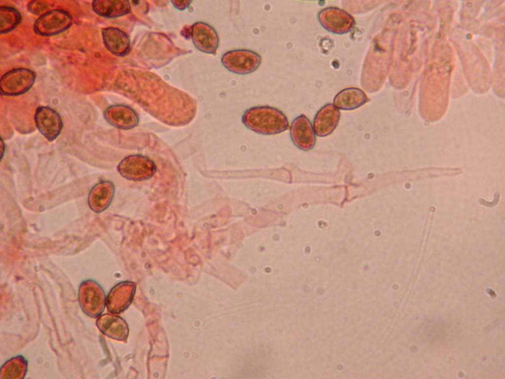 Fungo un p� insolito...